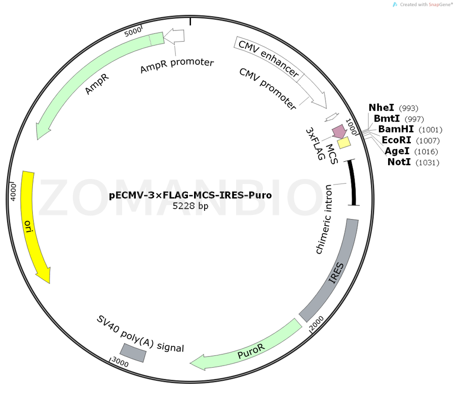 ZK397pECMV-3×FLAG-MCS-IRES-Puro.png