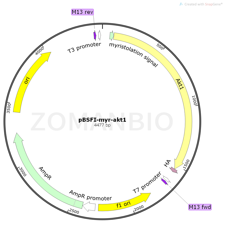 ZK1494pBSFI-myr-akt1.png