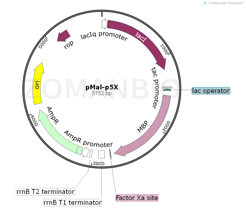 ZK1578 pMal-p5X.png