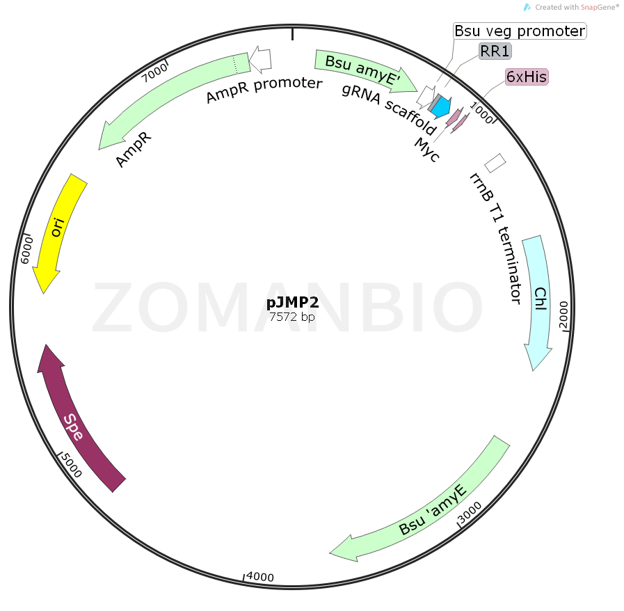 ZK2093 pJMP2.png