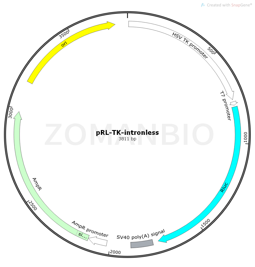 ZK1776 pRL-TK-intronless.png