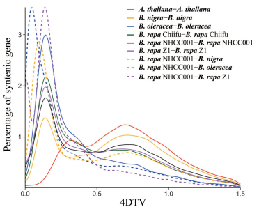 小白菜全基因組復制事件