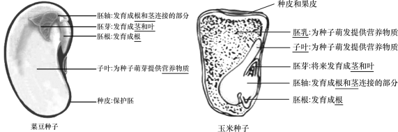 植物種子結(jié)構(gòu)示意圖