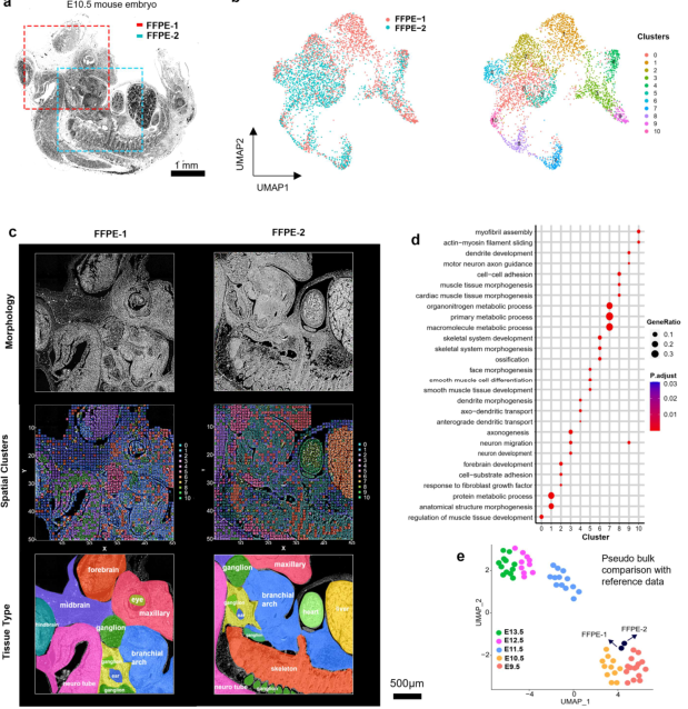 FFPE空間轉(zhuǎn)錄組解析小鼠胚胎時空圖譜[3]