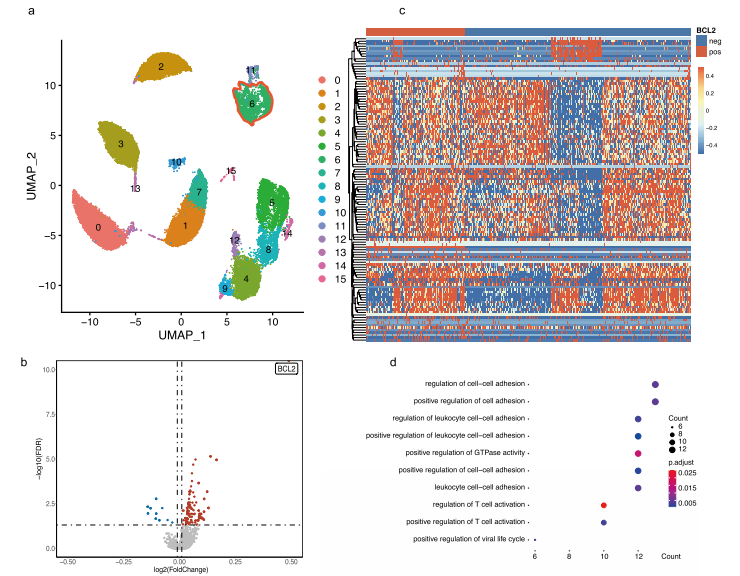 CD4+ T細(xì)胞中的BCL-2表達(dá)與T細(xì)胞活化、增殖相關(guān)