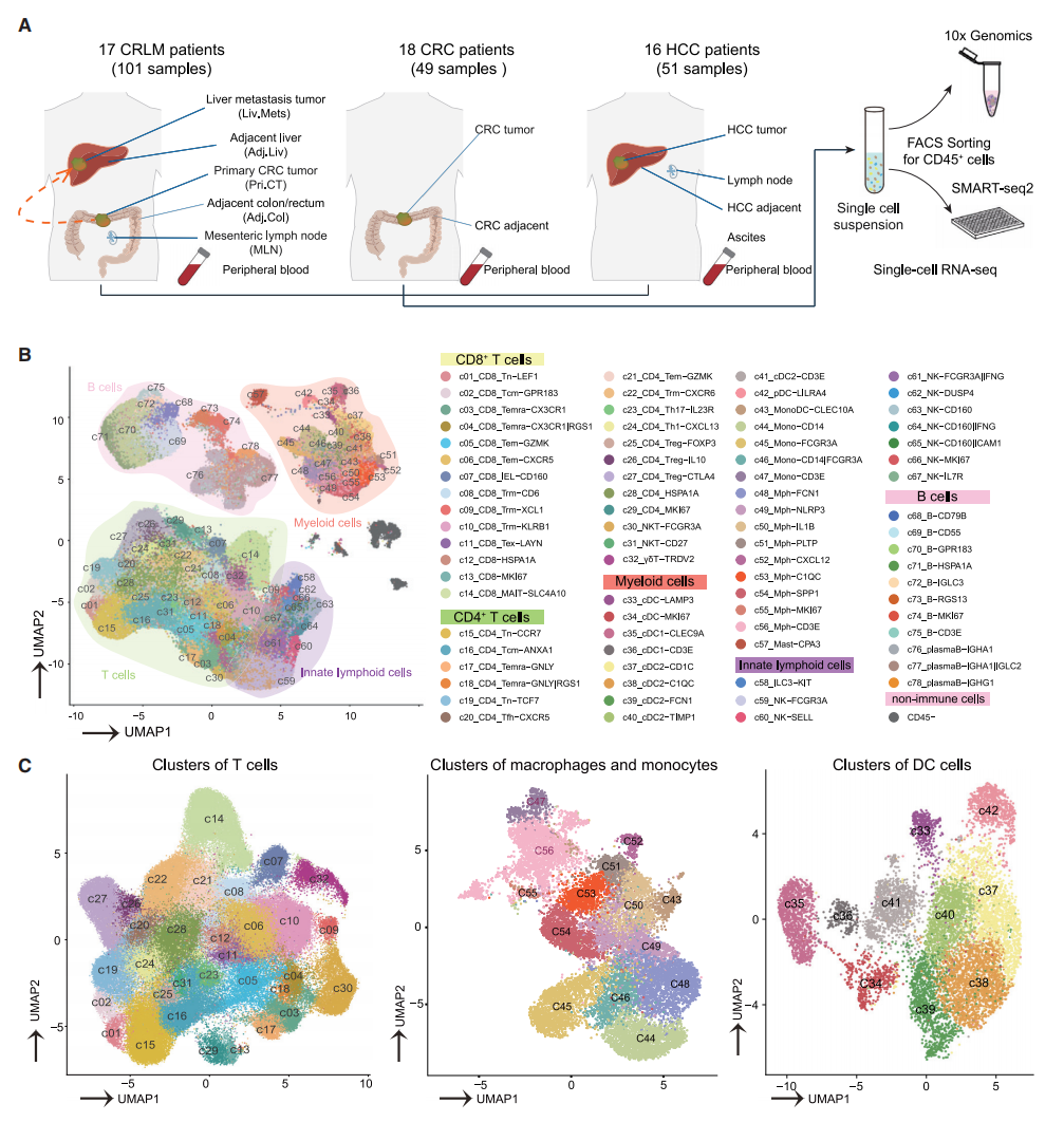 圖1 CRLM、HCC和CRC不同的免疫特征