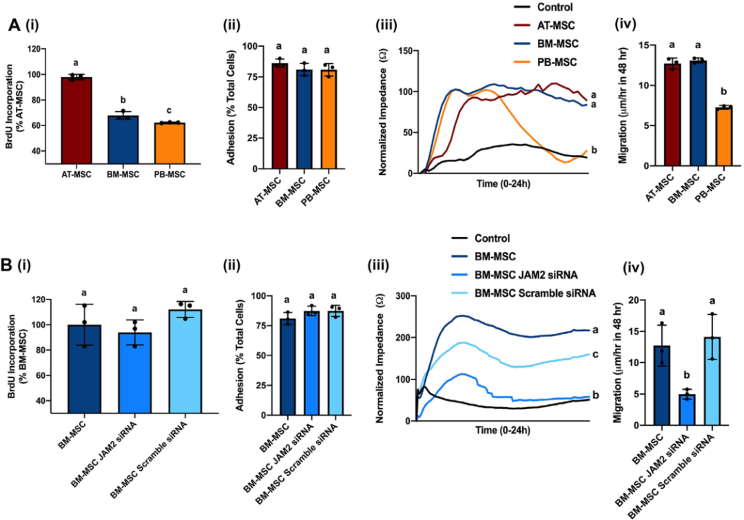 圖3敲除骨髓間充質(zhì)基質(zhì)細胞（MSCs）的連接粘附分子2（JAM2）可改變細胞的運動性
