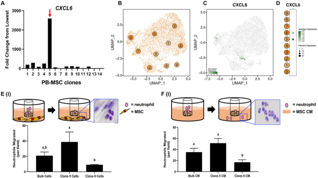 圖6外周血（PB）來源的間充質(zhì)基質(zhì)細胞（MSCs）來源內(nèi)的異質(zhì)性轉(zhuǎn)化為不同的化學吸引能力