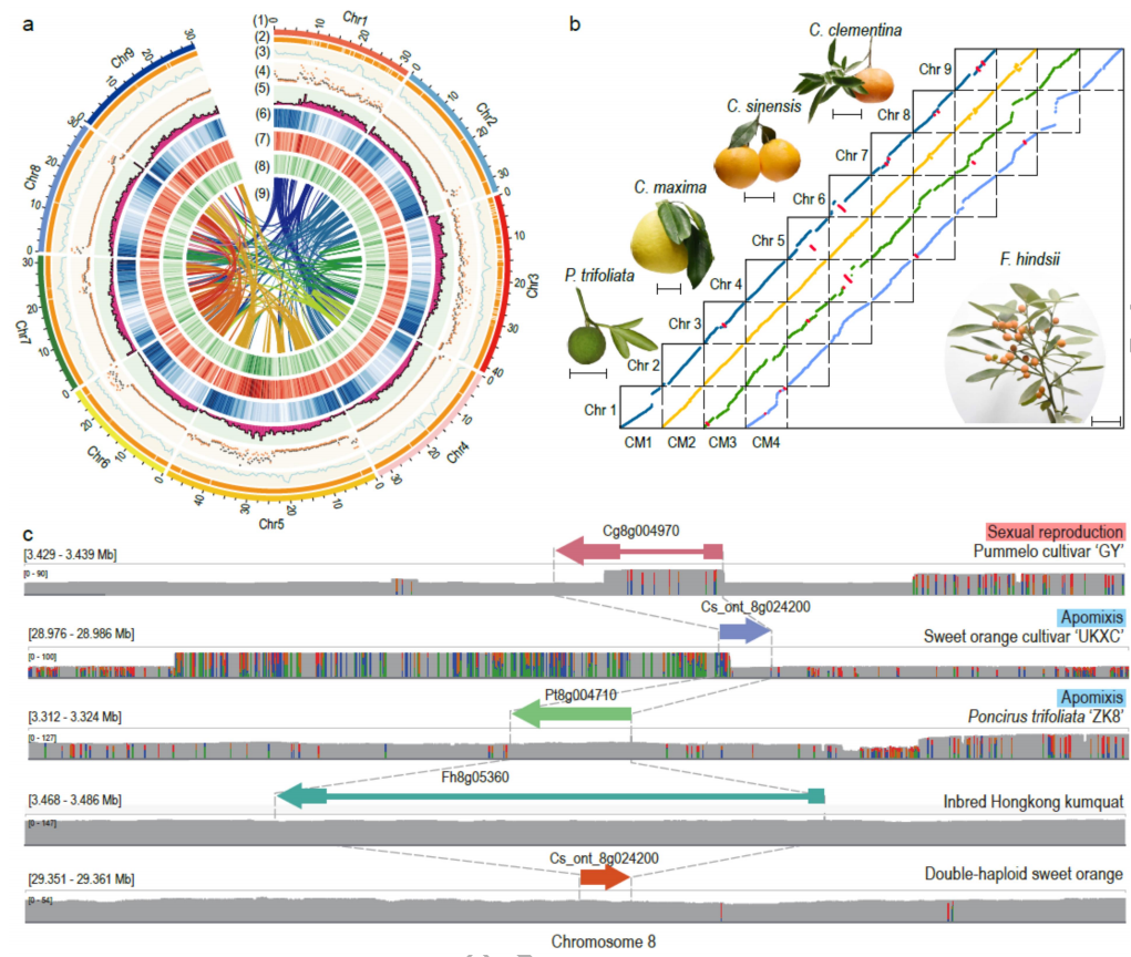 圖1 山金柑基因組特征與基因組的比較