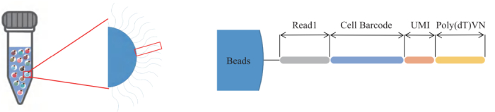 圖3：引物結(jié)構(gòu)示意圖。