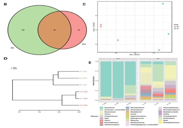 圖 2 黃河鯉新品種與對照組的細菌組成分析