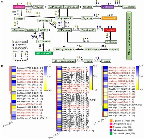 C6 和 C18 品種響應(yīng) CS 的淀粉和蔗糖代謝途徑