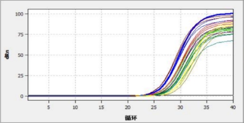 目的基因的擴(kuò)增曲線