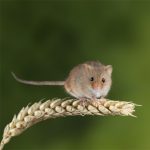 Nature Communications | 全長(zhǎng)轉(zhuǎn)錄組助力重慶醫(yī)科大學(xué)成功解析可變剪切新機(jī)制