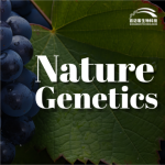 【項(xiàng)目文章】Nature Genetics | 國(guó)內(nèi)科學(xué)家團(tuán)隊(duì)在葡萄屬超級(jí)泛基因組研究中獲得重大突破