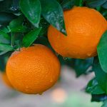 Plant J | ATAC-seq助力院士團(tuán)隊(duì)在柑橘無融合生殖和FhRWP功能探索中取得新進(jìn)展