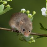 IF=26.7 | 酸味竟然能緩解肝臟損傷？科學(xué)家揭秘“酸入肝”的科學(xué)依據(jù)！