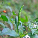 項(xiàng)目文章 | 突破性成果！辣椒基因組調(diào)控元件圖譜被系統(tǒng)繪制