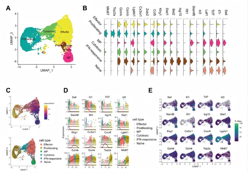 研究結(jié)果二：急性感染期間效應(yīng)和memoryCD8 T細胞分化軌跡不同