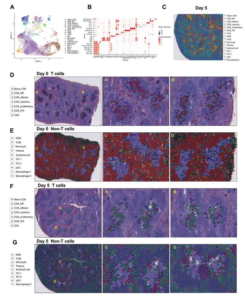 研究結(jié)果三：跨組織區(qū)域細胞亞群的鑒定和空間圖譜